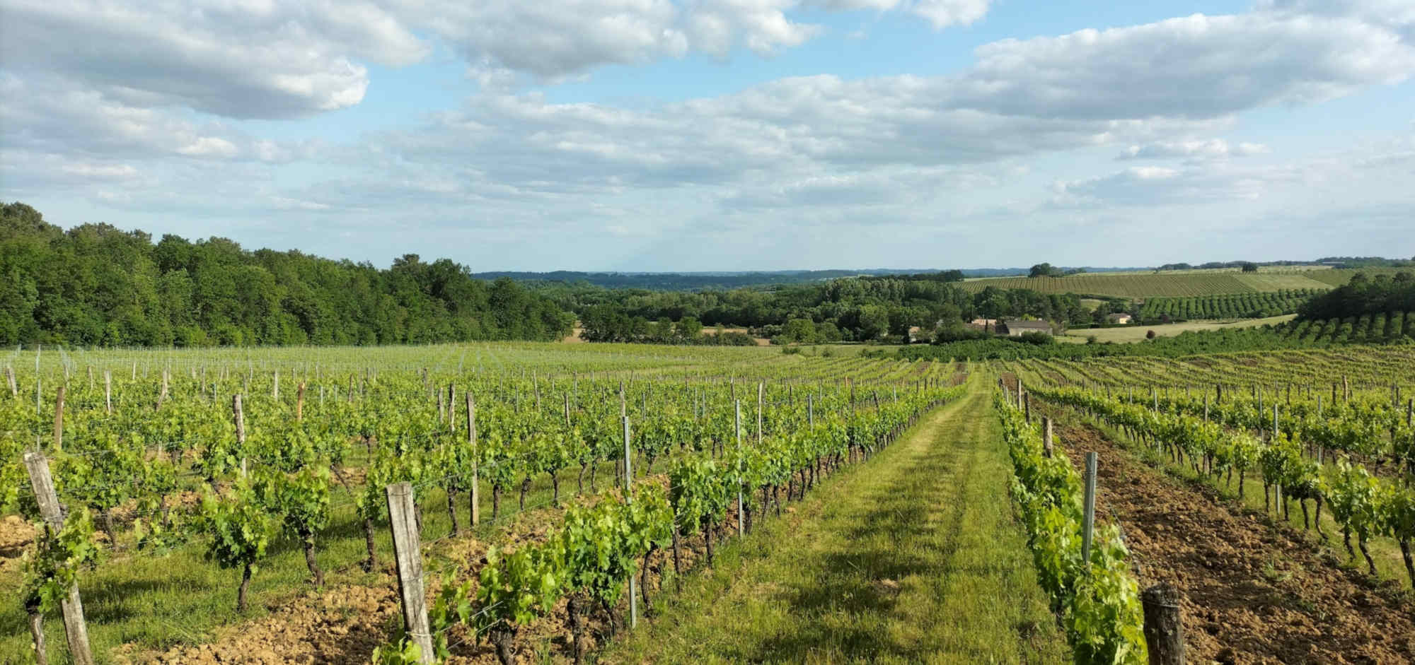 vin-sudouest-duras-closdelange-domaine