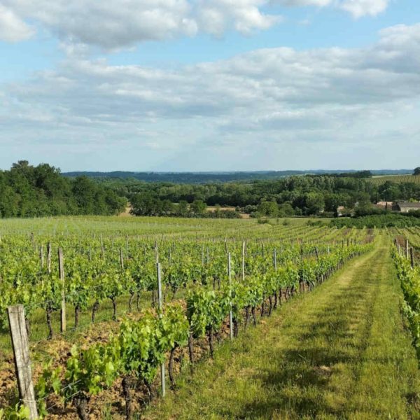 vin-sudouest-duras-closdelange-domaine