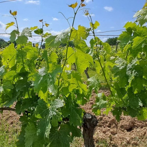 vin-sudouest-duras-closdelange-piedevigne