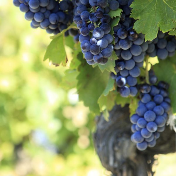 vin-sudouest-duras-closdelange-raisin-rouge